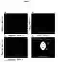 Fig. 43 - METHODS AND COMPOSITIONS FOR TRANSLATIONAL PROFILING AND MOLECULAR PHENOTYPING