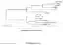 Fig. 01 - Subtilases