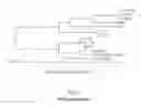 Fig. 02 - Subtilases