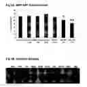 Fig. 02 - COMPOSITIONS FOR TISSUE REPAIR/REGENERATION