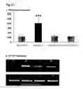 Fig. 03 - COMPOSITIONS FOR TISSUE REPAIR/REGENERATION