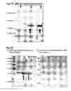 Fig. 04 - COMPOSITIONS FOR TISSUE REPAIR/REGENERATION