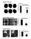 Fig. 07 - COMPOSITIONS FOR TISSUE REPAIR/REGENERATION