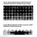 Fig. 10 - COMPOSITIONS FOR TISSUE REPAIR/REGENERATION