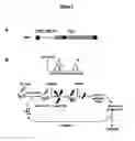 Fig. 02 - Polypeptides having modulatory effects on cells