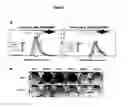 Fig. 03 - Polypeptides having modulatory effects on cells
