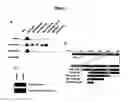 Fig. 04 - Polypeptides having modulatory effects on cells