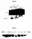Fig. 10 - Polypeptides having modulatory effects on cells