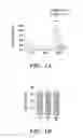 Fig. 02 - Method for treating stroke via administration of NEP1-40 and inosine