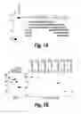 Fig. 02 - Anti-inflammatory compounds and uses thereof