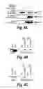 Fig. 07 - Anti-inflammatory compounds and uses thereof