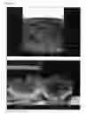 Fig. 04 - Compositions and Methods for Preserving Colors and Patterns of Plants