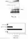 Fig. 05 - IDENTIFICATION AND USE OF SMALL MOLECULES TO MODULATE TRANSCRIPTION FACTOR FUNCTION AND TO TREAT TRANSCRIPTION FACTOR ASSOCIATED DISEASES