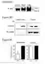 Fig. 03 - NICOTINIC ACID RECEPTOR LIGANDS