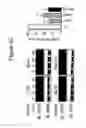 Fig. 06 - NICOTINIC ACID RECEPTOR LIGANDS