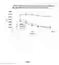 Fig. 02 - LIPID ENCAPSULATED DICER-SUBSTRATE INTERFERING RNA