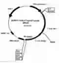 Fig. 01 - p185-encoding DNA and therapeutical uses thereof