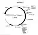 Fig. 02 - p185-encoding DNA and therapeutical uses thereof