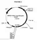 Fig. 03 - p185-encoding DNA and therapeutical uses thereof