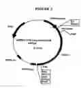 Fig. 04 - p185-encoding DNA and therapeutical uses thereof