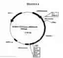 Fig. 05 - p185-encoding DNA and therapeutical uses thereof