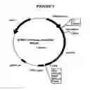 Fig. 06 - p185-encoding DNA and therapeutical uses thereof