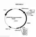Fig. 07 - p185-encoding DNA and therapeutical uses thereof