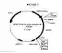 Fig. 08 - p185-encoding DNA and therapeutical uses thereof