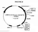 Fig. 09 - p185-encoding DNA and therapeutical uses thereof