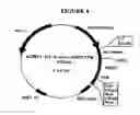 Fig. 10 - p185-encoding DNA and therapeutical uses thereof