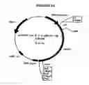 Fig. 11 - p185-encoding DNA and therapeutical uses thereof