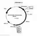 Fig. 12 - p185-encoding DNA and therapeutical uses thereof