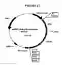 Fig. 13 - p185-encoding DNA and therapeutical uses thereof