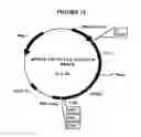 Fig. 14 - p185-encoding DNA and therapeutical uses thereof