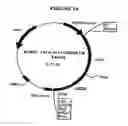 Fig. 15 - p185-encoding DNA and therapeutical uses thereof