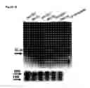 Fig. 22 - COMPOSITIONS AND METHODS FOR DIAGNOSIS, PROGNOSIS AND TREATMENT OF MESOTHELIOMA