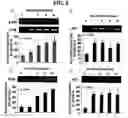 Fig. 09 - Method for treating conditions mediated by PPAR using macelignan