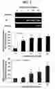 Fig. 10 - Method for treating conditions mediated by PPAR using macelignan