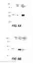 Fig. 09 - Antibodies that recognize cutting edge within the TGF-β activation controlling region