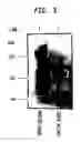 Fig. 02 - Methods and compositions for concentrating secreted recombinant proteins