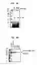 Fig. 07 - Methods and compositions for concentrating secreted recombinant proteins