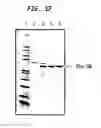 Fig. 13 - Methods and compositions for concentrating secreted recombinant proteins