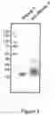 Fig. 09 - Electrolysis for protein modification