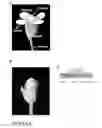 Fig. 06 - NOVEL B-TYPE GENE FROM OIL PALM