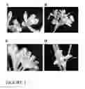 Fig. 07 - NOVEL B-TYPE GENE FROM OIL PALM