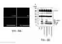 Fig. 09 - Aβ-binding small molecules