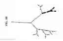 Fig. 07 - VISUALIZATION OF ABNORMALITIES OF AIRWAY WALLS AND LUMENS