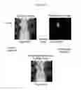 Fig. 44 - Animal holder for in vivo tomographic imaging with multiple modalities