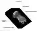 Fig. 47 - Animal holder for in vivo tomographic imaging with multiple modalities