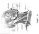 Fig. 15 - FUNCTIONAL NEAR-INFRARED FLUORESCENCE LYMPHATIC MAPPING FOR DIAGNOSING, ACCESSING, MONITORING AND DIRECTING THERAPY OF LYMPHATIC DISORDERS